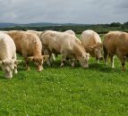 Changes to price structure at some NI beef plants
