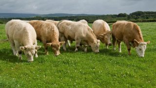 Beef kill dips below 30,000 for the first time this year