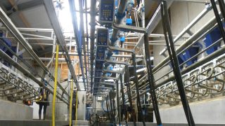 Milk quality key for profitablility