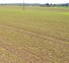 Ukraine spring cereals' planting - down 10%