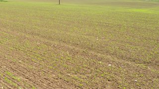 Ukraine spring cereals’ planting – down 10%