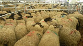 EU sheepmeat production to drop by 2% in 2014