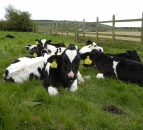 Authorisation of new and replacement NI cattle tags suspended