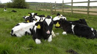 Authorisation of new and replacement NI cattle tags suspended