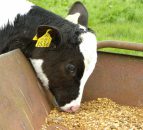 'Increased calf numbers drive calf feed sales'