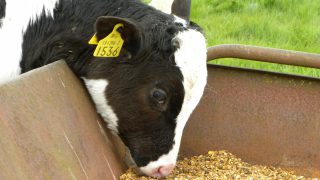 Farmers still trying to rear BVD positive calves despite 80% failing