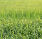AberGreen grass wins prestigious variety cup