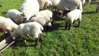 Spring lamb kill more than doubles in a fortnight