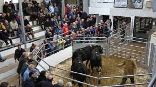 Record cattle numbers head North for slaughter