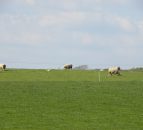 Supplies of land for sale set to rise
