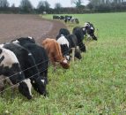 Kale – valuable alternative to conventional winter feeding
