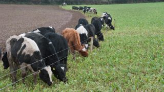 Kale – valuable alternative to conventional winter feeding