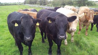 Steer prices steady at €3.90 – €3.95/kg