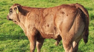 Irish and UK farm unions discuss beef situation