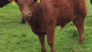 Beef-sired calf registrations declining in Northern Ireland