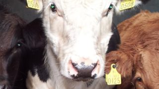 Liver Fluke affects nearly 1 in 4 British Cattle