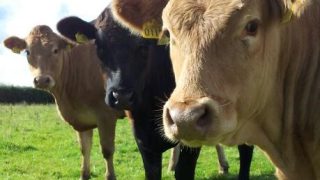NI/ROI beef price differential halves