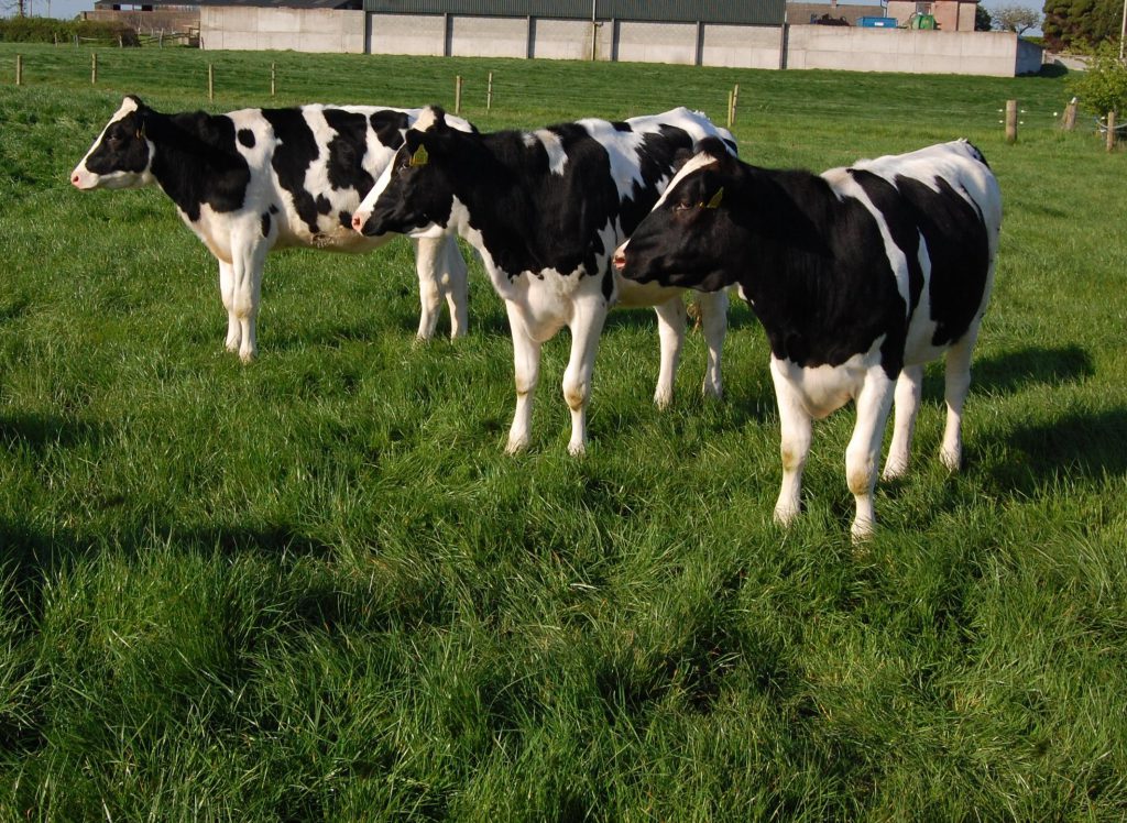 heifersatgrass