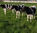 Milk price is key to dairy expansion - Donie Cashman 