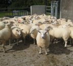 Expenditure on lamb in the UK down 2% 