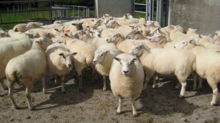 French sheep meat imports down year on year – EBLEX