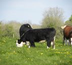 LMC proposes  Redmeat Industry Protocol 