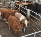 UK fears poor Irish beef prices could impact British market