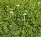 Grassland letting for up to €300/ac in Tipperary
