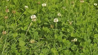 Grassland letting for up to €300/ac in Tipperary