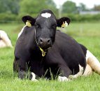 Scientists discover ‘fat gene’ in cows