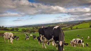 Farming for profit? Profit for loss?