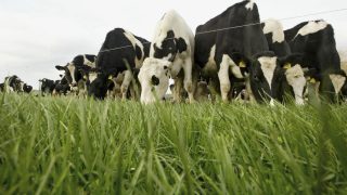 Minister to oppose the reintroduction of milk quotas