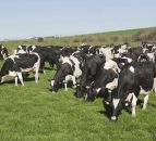 EU dairy herd restocking to bring more meat 
