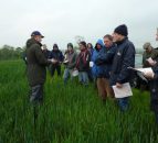 10kg of wholecrop = 16kg grass silage in dairy diet
