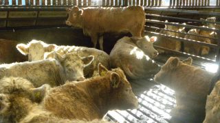 Out of spec’ cattle severely penalised in North, LMC analysis finds