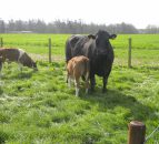 Key June grass advice for beef farmers