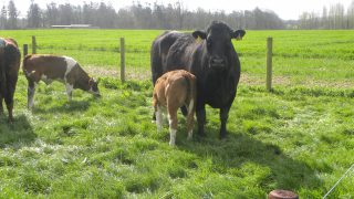 Key June grass advice for beef farmers