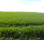 Here's how much Nitrogen to put on winter crops this March