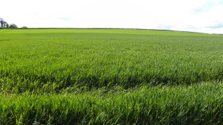 Barley growers urged to spray for disease at flag leaf stage