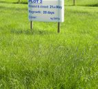 Grazing grass to the right height 