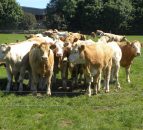 €10.5m paid out under TB Eradication scheme in 2013