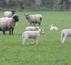 SCOPS relaunches 'invaluable' parasite forecasting tool