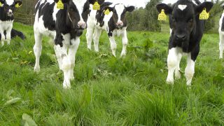 Factors affecting cattle fertility