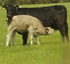 Grass tetany cases have started - know the early signs