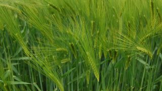 AHDB invests £60,000 in cereal crop protection