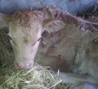 Calving sensor set to shine at Young Scientist