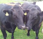 400 livestock farmers attend Ballinasloe meeting