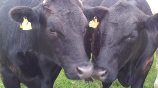 Beef crisis meeting to be held by UK and Irish farm unions