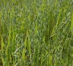 UK farmers have another bumper oat crop