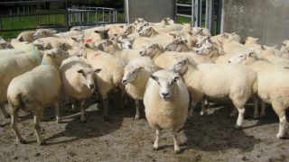 Good conditions herald a high-quality English lamb crop